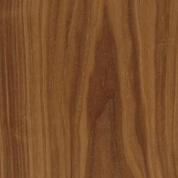 American Black Walnut